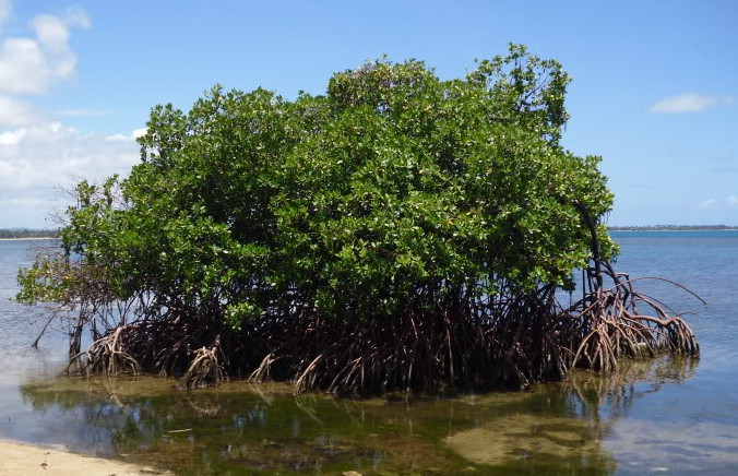 mangrove_thicket